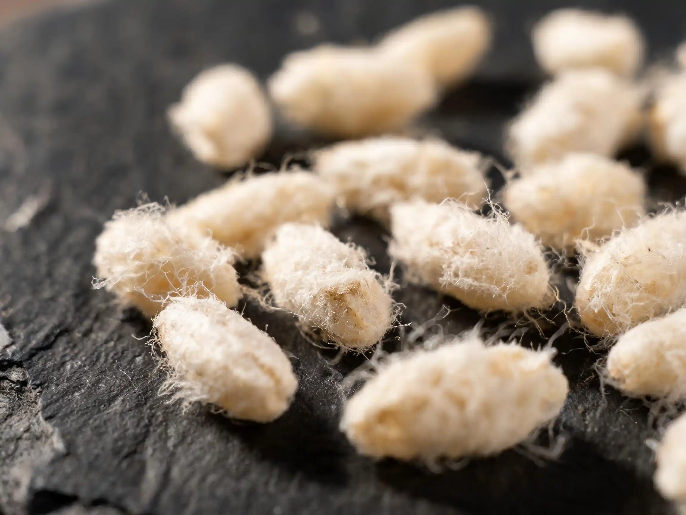 Koji, riz ensemencé pour la fermentation